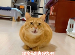 周深与猫咪的神秘缘分：实锤证据频现，揭秘“猫王”背后的故事